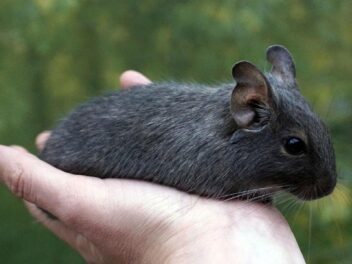 Octodon : un petit rongeur qui gagne à être connu