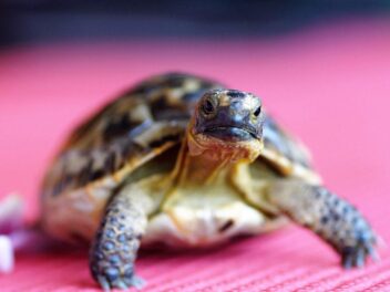 Tortue terrestre – Questions à se poser avant d&rsquo;en adopter
