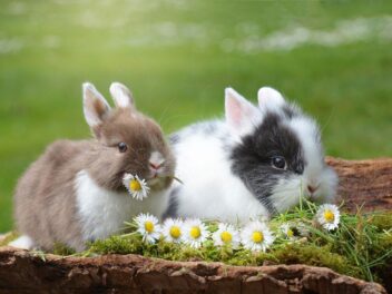 3 raisons d’adopter un lapin nain