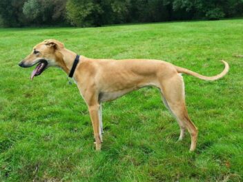 8 races de chien qui ne vont pas faire leur intéressante