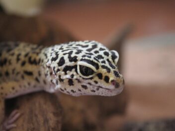 Lézard : nos conseils pour bien choisir