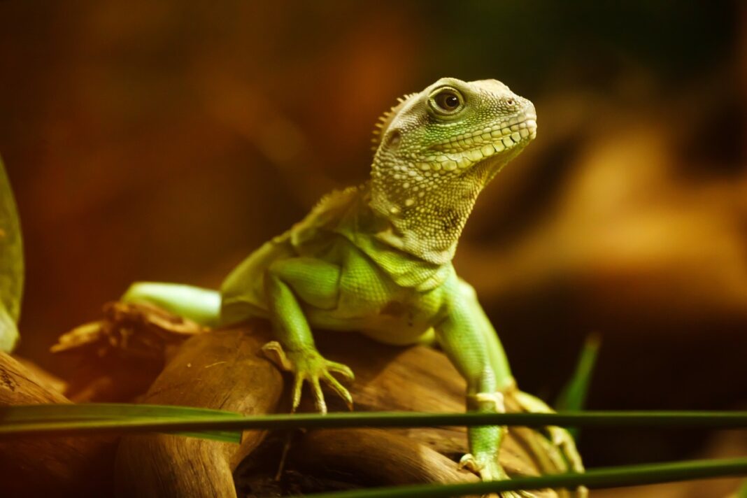 Les 9 meilleurs lézards domestiques pour débuter Animal.ch — free download