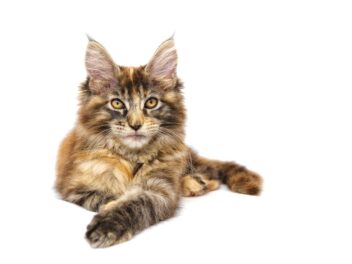3 raisons d’adopter un Maine Coon