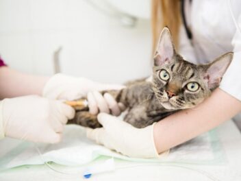 10 principales maladies des chats