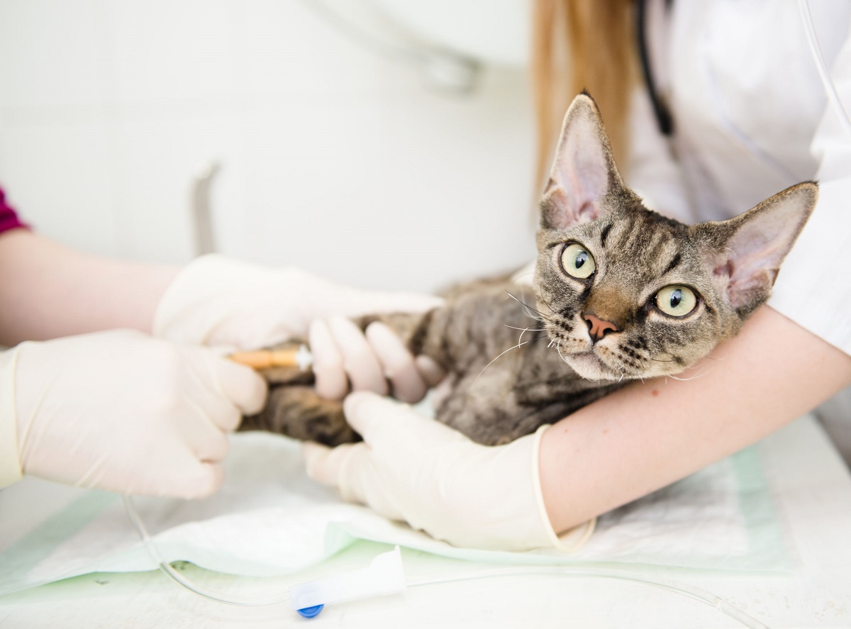 10 principales maladies des chats