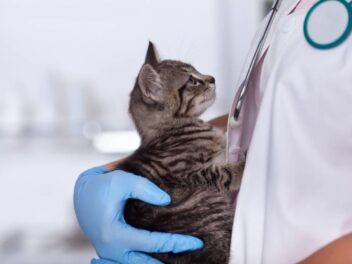 Assurance pour chat, vétérinaire : 3 conseils d&rsquo;après adoption