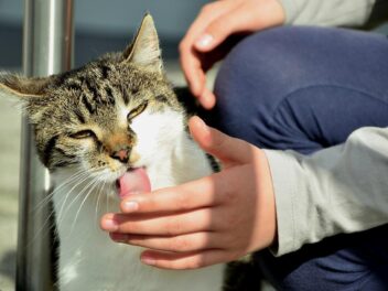 Pourquoi mon chat me lèche le nez ?