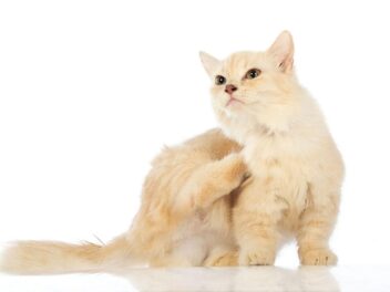 3 raisons d’adopter un Munchkin