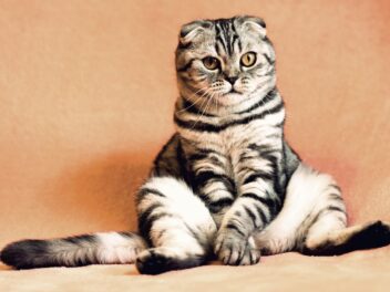 Nom de chat 2020 : 50 idées de nom commençant par « R »