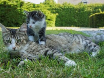 Nom de chat femelle – découvrez les plus populaires