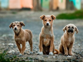 Nom de chien en S pour 2021