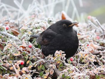 Faut-il nourrir les oiseaux l&rsquo;hiver dans nos jardins ?