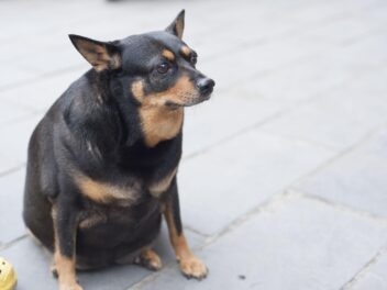 L&rsquo;obésité des chiens est souvent liée à celle des maîtres