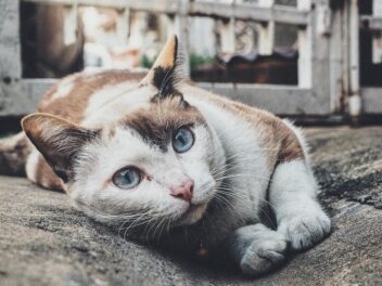 10 odeurs que les chats détestent