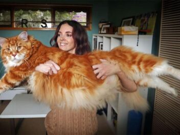 Ce chat le plus grand et le plus gros du monde