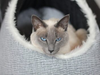 Panier ou coussin pour chat – Conseils pour bien choisir