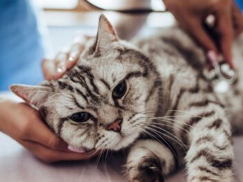 La péritonite infectieuse du chat – Symptômes et remèdes