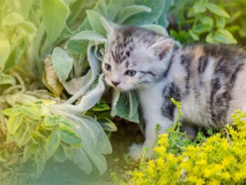 5 plantes répulsives pour les chats