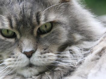 5 plus grandes races des chats