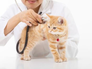 La pneumonie du chat