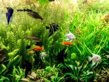 20 espèces de poissons d&rsquo;eau douce les plus connues