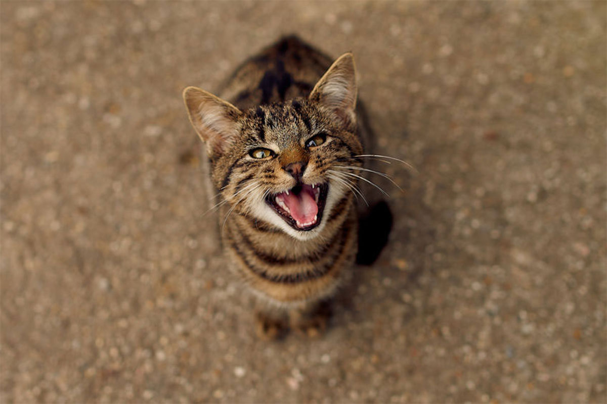 Pourquoi mon chat miaule souvent ?