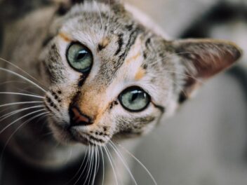 Comment prendre soin de son chat ?