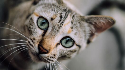 Comment prendre soin de son chat ?