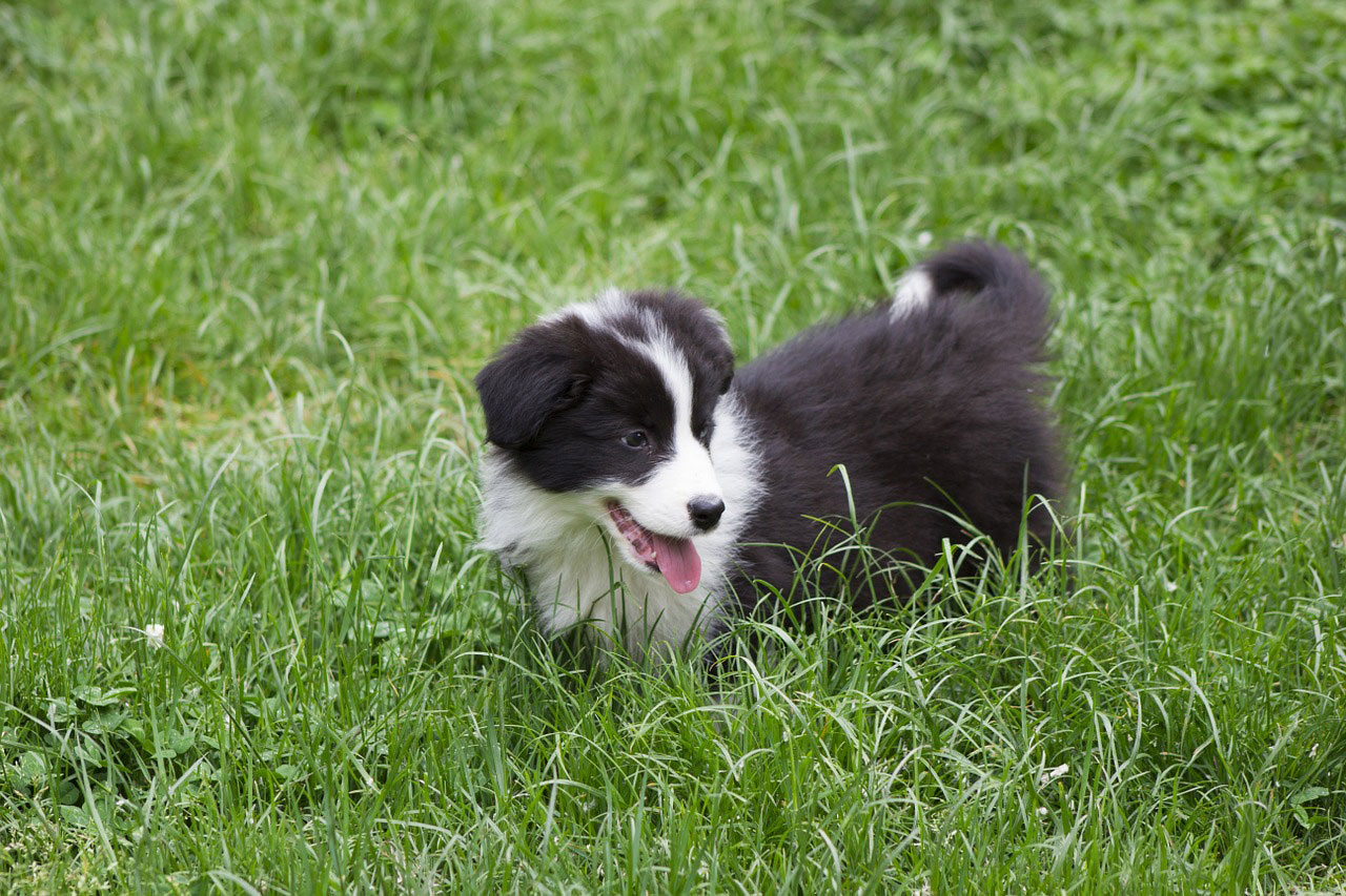 Chiot Border Collie : prix d&rsquo;achat et conseils