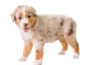 Chiot berger australien : prix d&rsquo;achat et conseils