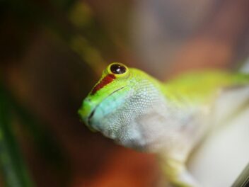 Gecko : quel prix d&rsquo;achat ?