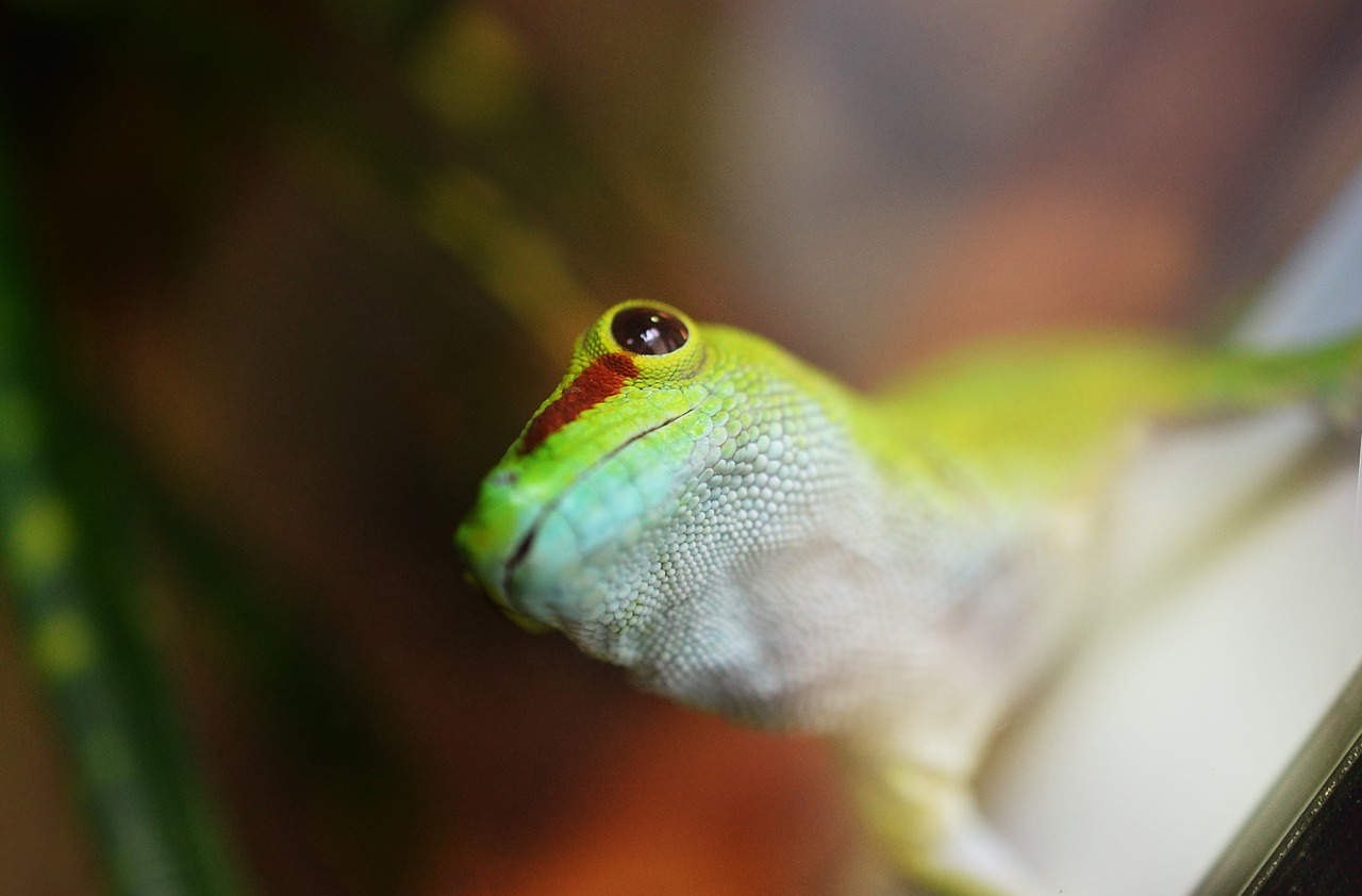 Gecko : quel prix d&rsquo;achat ?