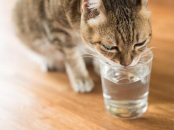 Comment protéger votre chat de la chaleur et la canicule ?