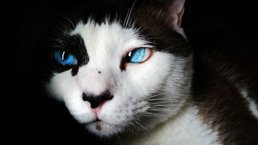 Psychologie du chat : comment pense un chat ?