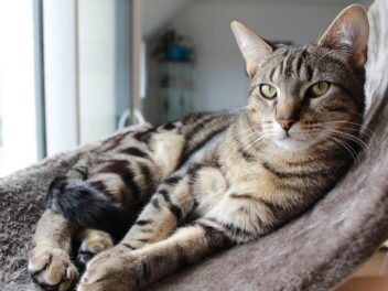 Chat pour appartement : quelle race choisir
