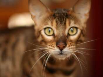 Quelle race de chat choisir selon votre signe astrologique ?