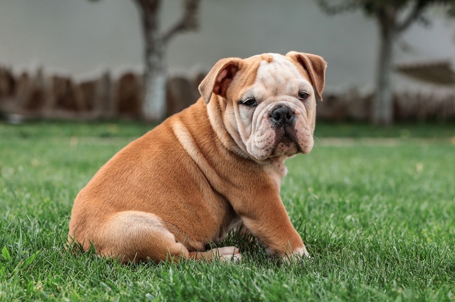 chien Bulldog Anglais