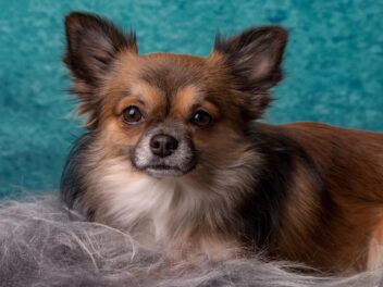 3 raisons d’adopter un Chihuahua