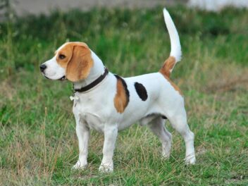 13 races de chiens de taille moyenne