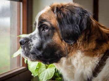 Gros chiens – découvrez les 10 races les plus connues