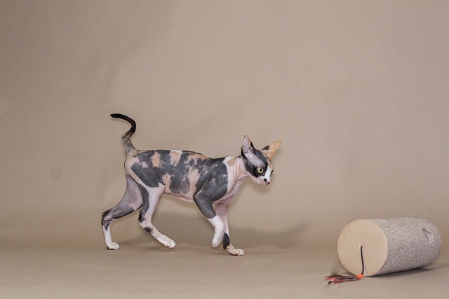 races de chat peu allergisantes