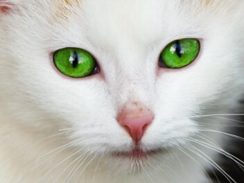 7 races de chats aux yeux verts