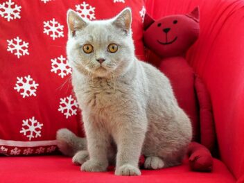 10 races de chats les plus chères du monde