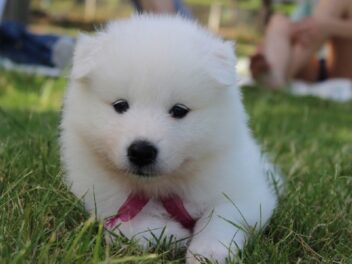 5 races de chiens les plus chères du monde