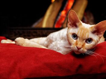 6 races de chat peu allergisantes