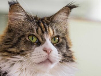 6 races de chat avec des oreilles de Lynx