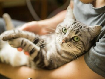 10 races de chats les plus câlines