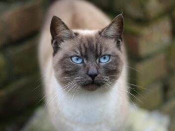 8 races de chats qui ne perdent pas leurs poils