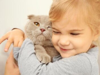 10 races de chats les plus affectueuses