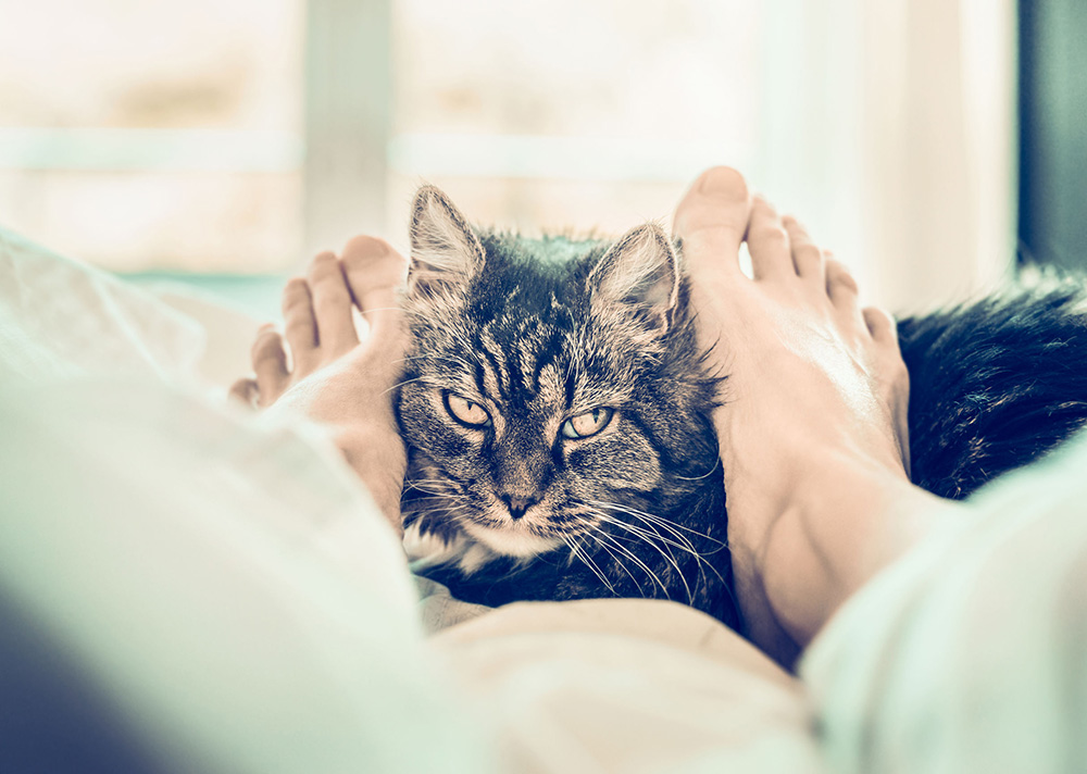 6 races de chats d&rsquo;appartement à préférer